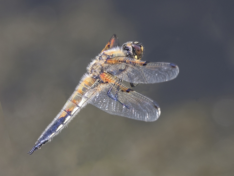 109 - COMMON DARTER - EMERY CLIFF - wales.jpg